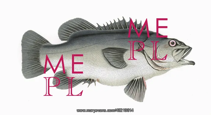 : Polyprion americanus, or Atlantic Wreckfish : Polyprion americanus, or Atlantic Wreckfish