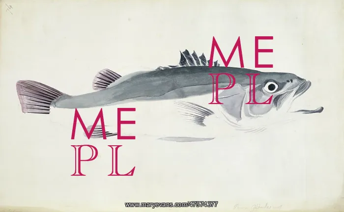 : Polyprion oxygenios, hapuku : Polyprion oxygenios, hapuku
