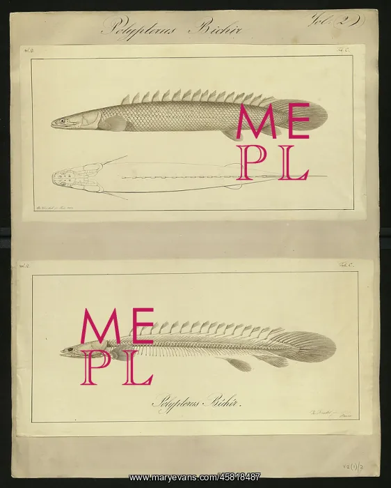 : Polypterus bichir : Polypterus bichir