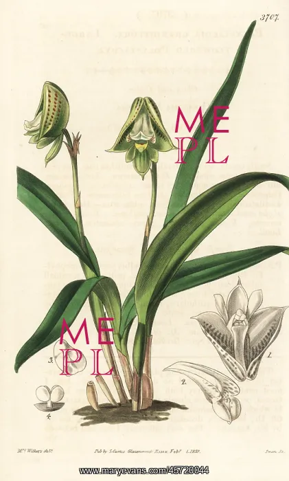 : Polystachya galeata orchid : Polystachya galeata orchid