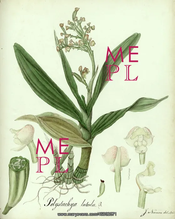 : Polystachya luteola : Polystachya luteola