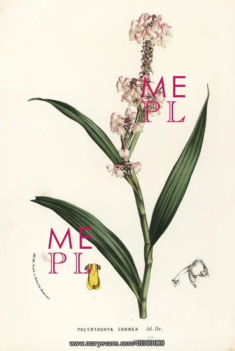 : Polystachya rhodoptera orchid : Polystachya rhodoptera orchid