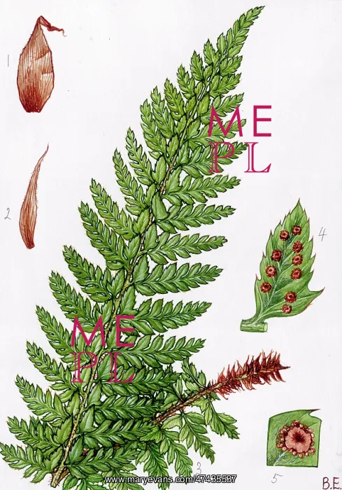  : Polystichum Aculeatum