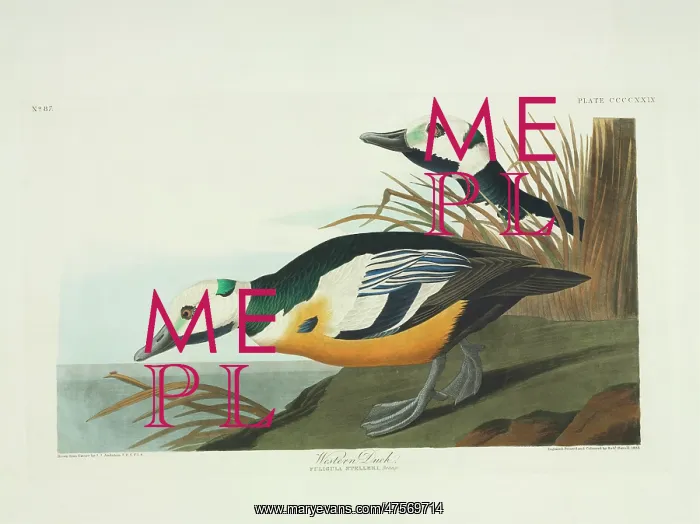 : Polysticta stelleri, Steller's eider : Polysticta stelleri, Steller's eider