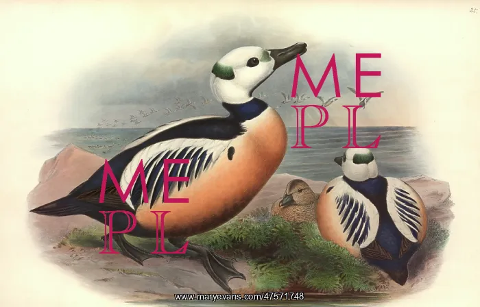 : Polysticta stelleri, Steller's eider : Polysticta stelleri, Steller's eider