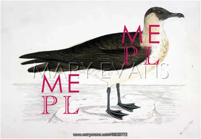  : POMATORHINE SKUA (MORRIS