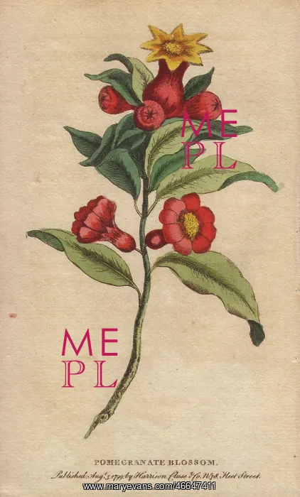 : Pomegranate blossom, Punica granatum : Pomegranate blossom, Punica granatum