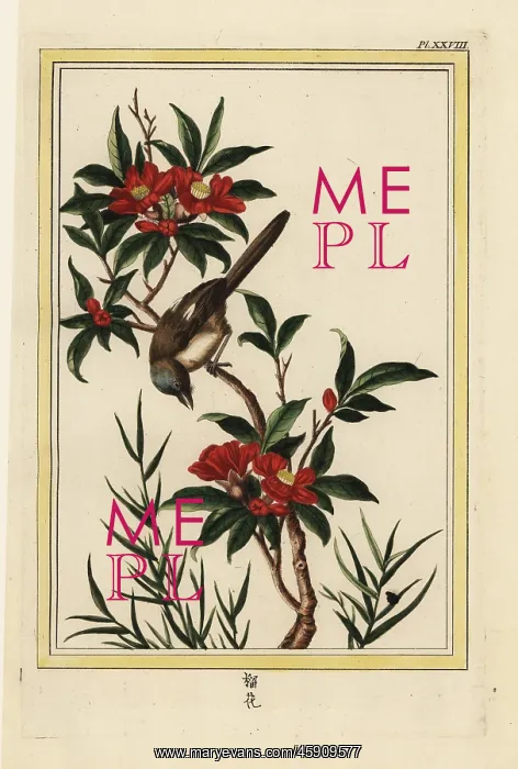 : Pomegranate flower, Punica granatum : Pomegranate flower, Punica granatum