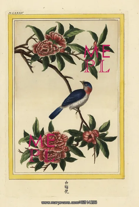 : Pomegranate flower, Punica granatum : Pomegranate flower, Punica granatum