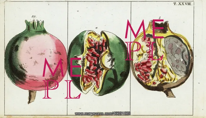 : Pomegranate fruit, Punica granatum : Pomegranate fruit, Punica granatum