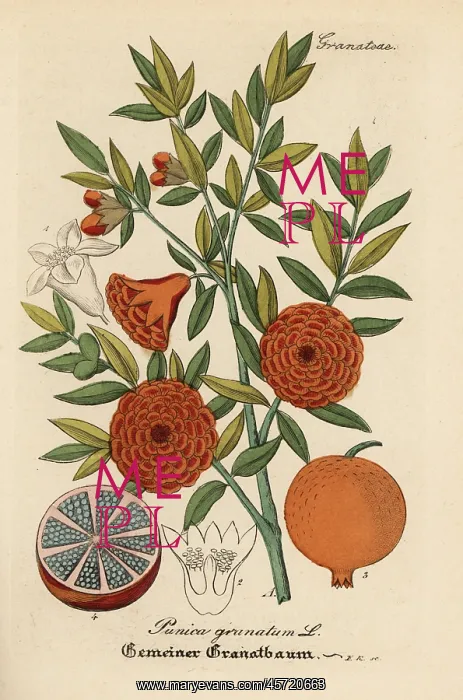 : Pomegranate, Punica granatum : Pomegranate, Punica granatum