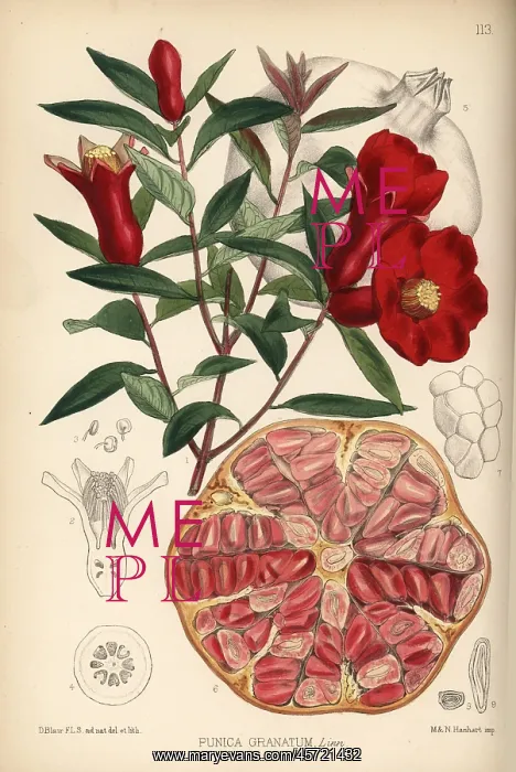 : Pomegranate, Punica granatum : Pomegranate, Punica granatum
