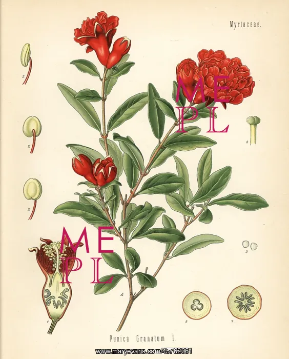 : Pomegranate, Punica granatum : Pomegranate, Punica granatum