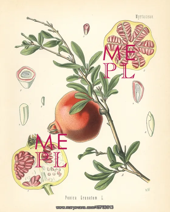 : Pomegranate, Punica granatum : Pomegranate, Punica granatum