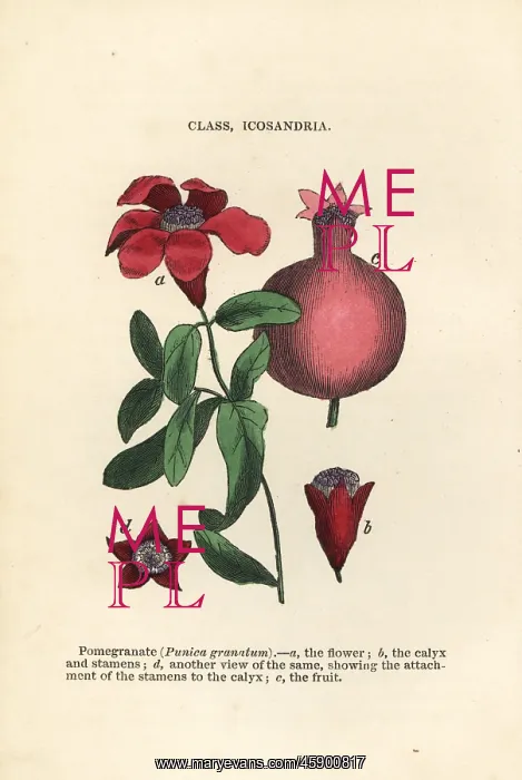 : Pomegranate, Punica granatum : Pomegranate, Punica granatum