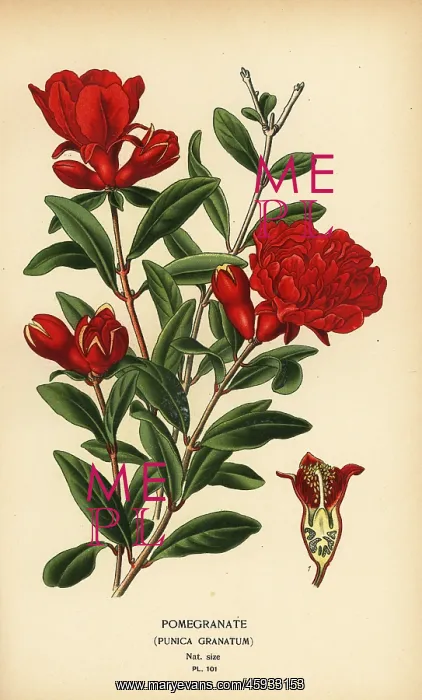 : Pomegranate, Punica granatum : Pomegranate, Punica granatum