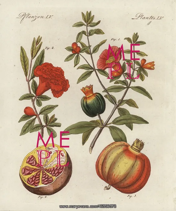 : Pomegranate, Punica granatum, fruit : Pomegranate, Punica granatum, fruit