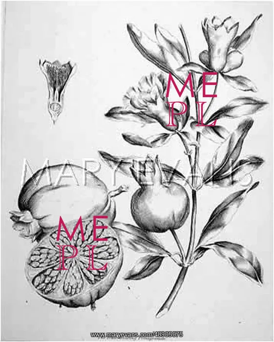 : POMEGRANATES ON A BRANCH : POMEGRANATES ON A BRANCH