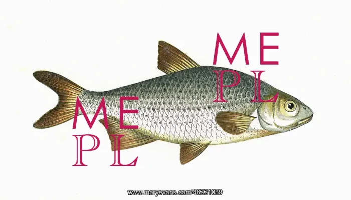 : Pomeranian Bream (Silver Bream) : Pomeranian Bream (Silver Bream)