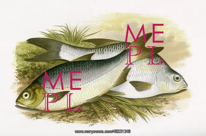 : Pomeranian Bream and White Bream : Pomeranian Bream and White Bream