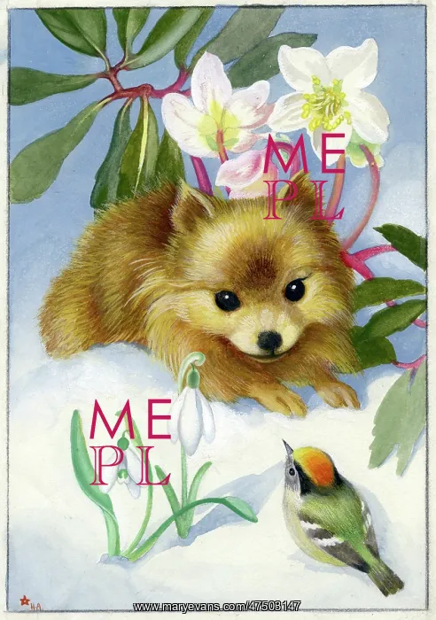 : Pomeranian puppy in the snow : Pomeranian puppy in the snow