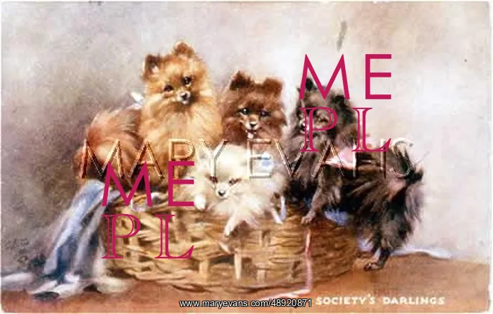 : FOUR POMERANIANS : FOUR POMERANIANS