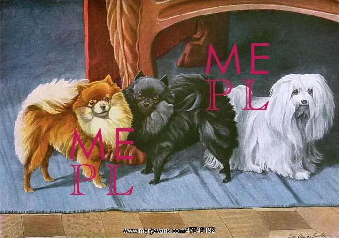 : Pomeranians, Maltese Terrier : Pomeranians, Maltese Terrier