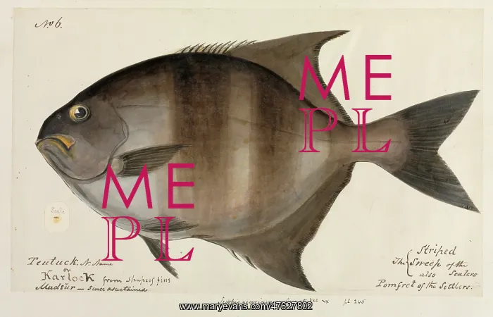 : Pomfret illustration : Pomfret illustration