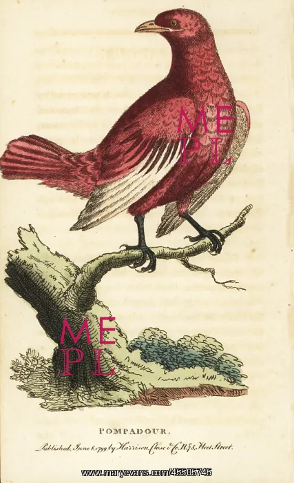 : Pompadour cotinga, Xipholena punicea : Pompadour cotinga, Xipholena punicea