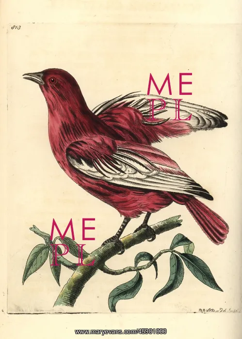 : Pompadour cotinga, Xipholena punicea : Pompadour cotinga, Xipholena punicea