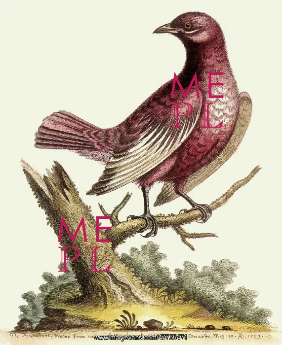  : Pompadour Cotinga, Xipholena punicea