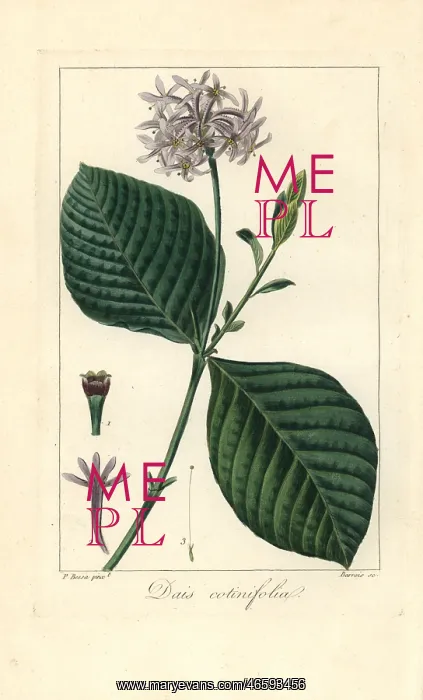 : Pompom tree, Dais cotinifolia : Pompom tree, Dais cotinifolia