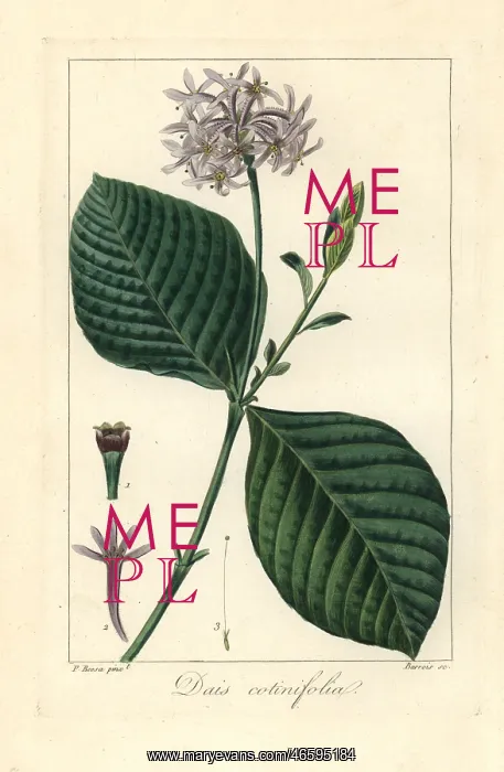 : Pompom tree, Dais cotinifolia, native to South Africa : Pompom tree, Dais cotinifolia, native to South Africa