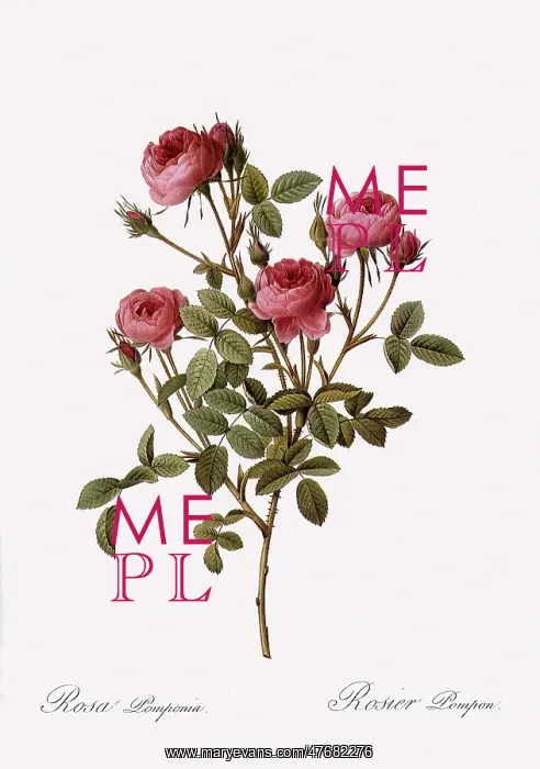 : Pompon Rose : Pompon Rose