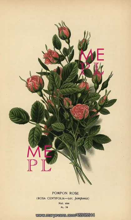 : Pompon rose, Rosa centifolia var. pomponia : Pompon rose, Rosa centifolia var. pomponia