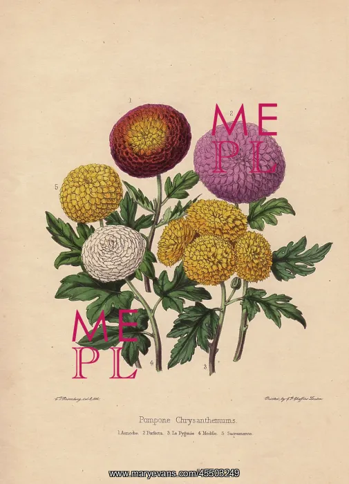 : Pompone chrysanthemums: Asmodie, Perfecta : Pompone chrysanthemums: Asmodie, Perfecta