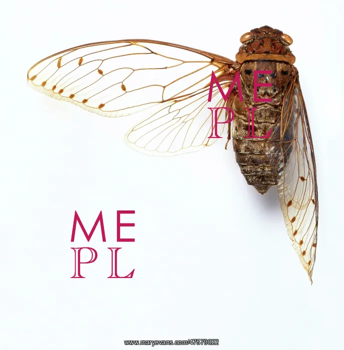 : Pomponia merula, cicada : Pomponia merula, cicada