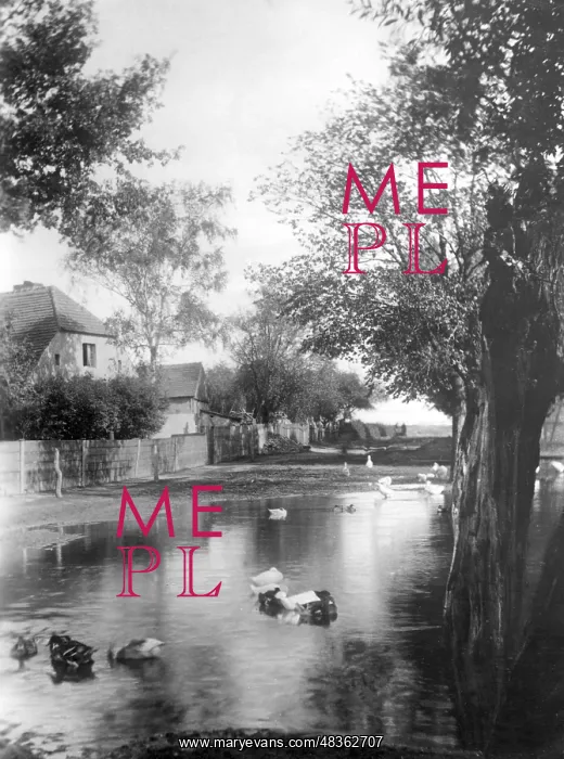 : Pond in Berlin-Wilmersdorf, 1931 : Pond in Berlin-Wilmersdorf, 1931