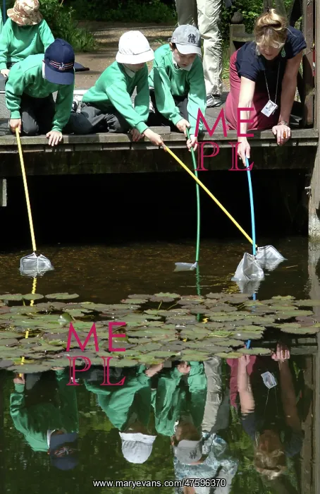 : Pond-dipping activities : Pond-dipping activities