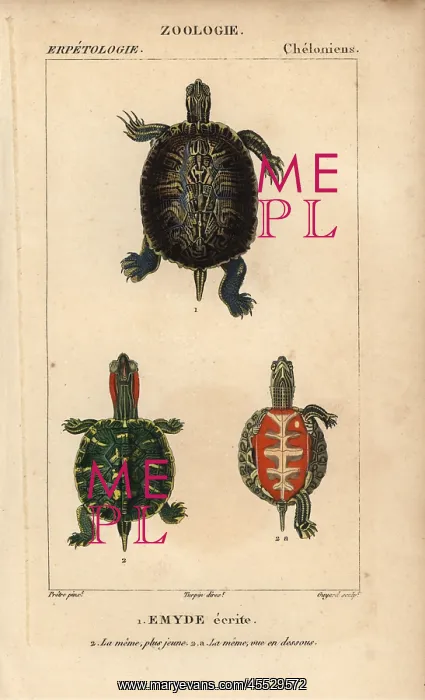 : Pond slider turtle, Trachemys scripta : Pond slider turtle, Trachemys scripta