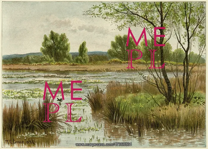 : Pond in spring : Pond in spring