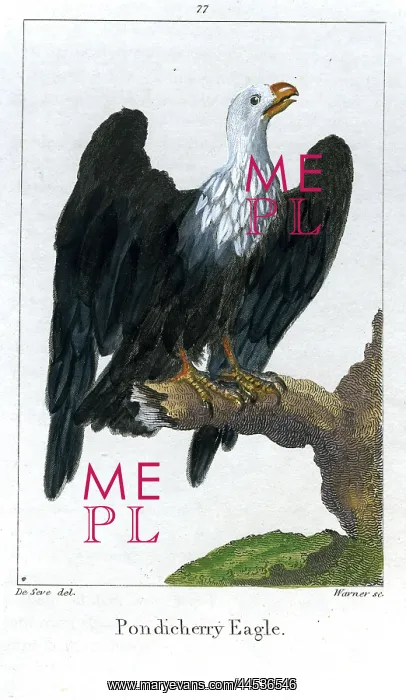  : Pondicherry Eagle