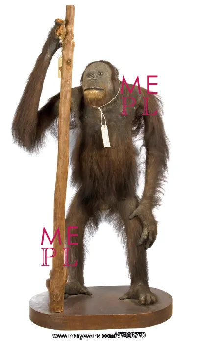 : Pongo pygmaeus, bornean orangutan : Pongo pygmaeus, bornean orangutan