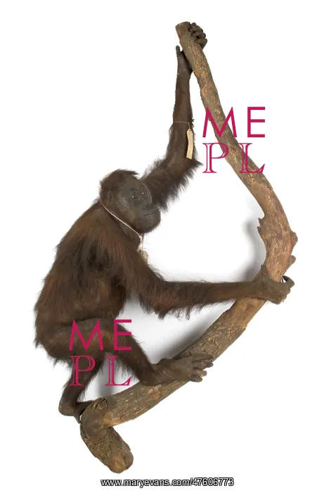 : Pongo pygmaeus, bornean orangutan : Pongo pygmaeus, bornean orangutan