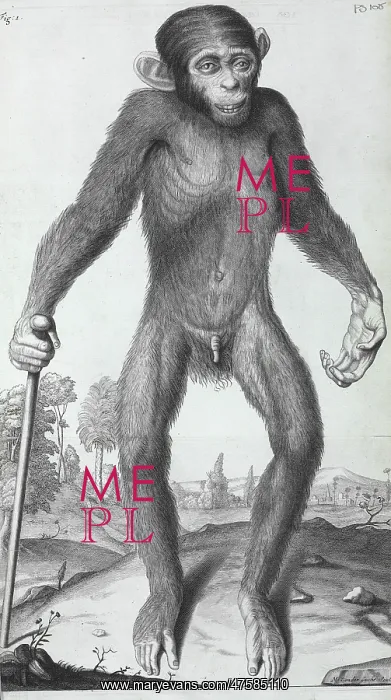 : Pongo pygmaeus, orang-outang : Pongo pygmaeus, orang-outang