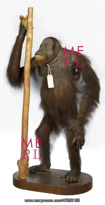: Pongo pygmaeus, Orang utan : Pongo pygmaeus, Orang utan