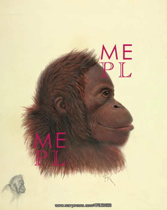 : Pongo pygmaeus, Orang-utan : Pongo pygmaeus, Orang-utan