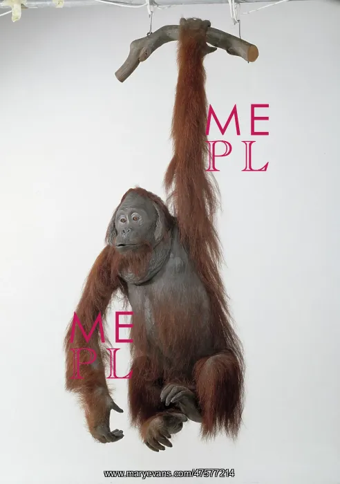 : Pongo pygmaeus, Orangutan : Pongo pygmaeus, Orangutan