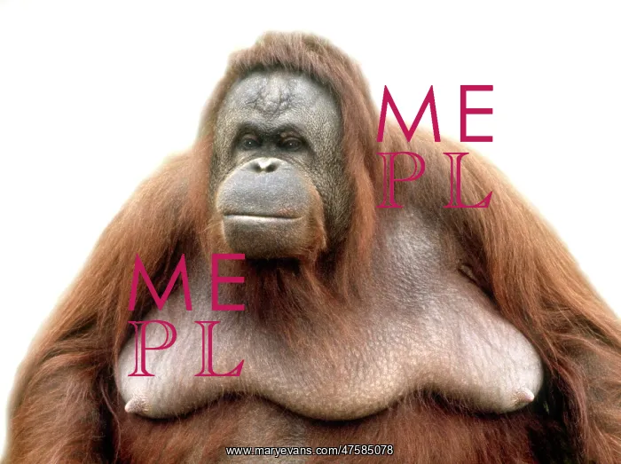 : Pongo pygmaeus, orangutan : Pongo pygmaeus, orangutan