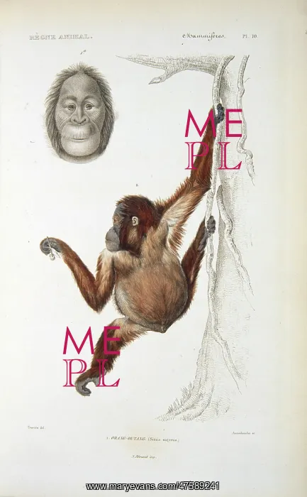 : Pongo pygmaeus, orangutan : Pongo pygmaeus, orangutan